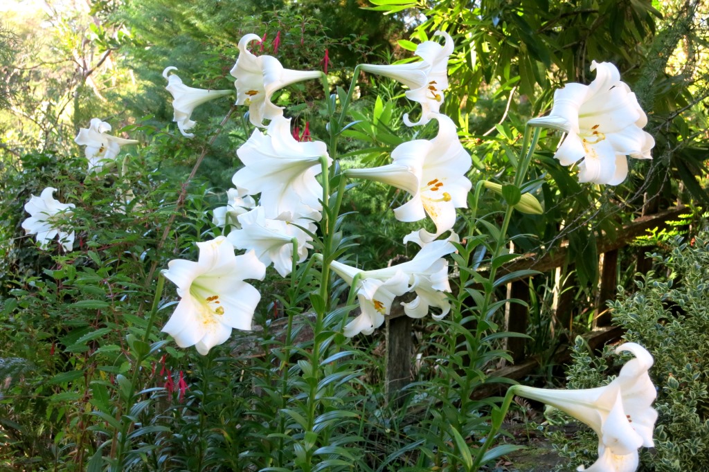 Lilies of the Field For Mother's Day Pauline Conolly