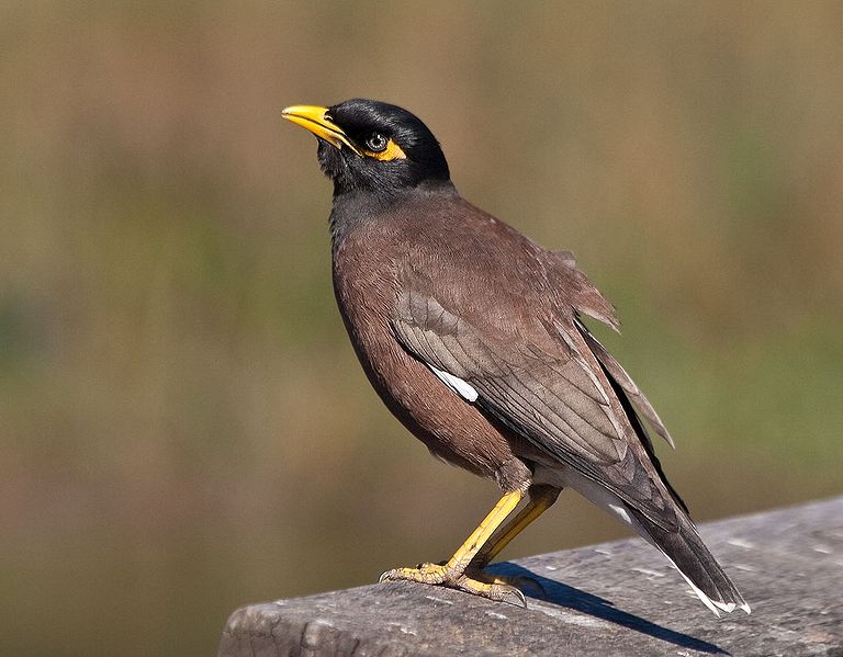 The urban birds of Sydney.