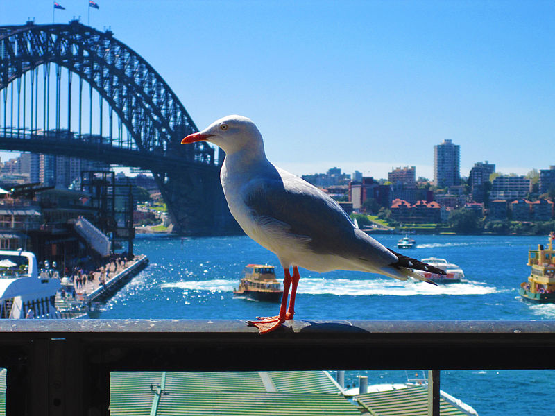 The urban birds of Sydney.
