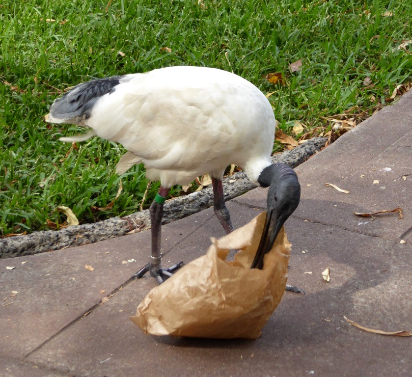 The urban birds of Sydney.