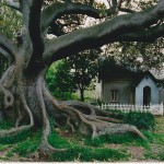 Fabulous Old Fig Trees of Sydney