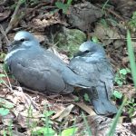 The Wonga Pigeons;  sweetest birds ever?