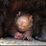 A WOMBAT IS WISE IN  A WONDERFUL WAY