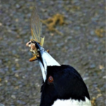 MAD ABOUT MAGPIES - IN A GOOD WAY!