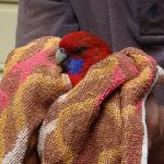 One Small Miracle - the Crimson Rosella