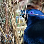BOWING OUT - FINALE OF THE BOWERBIRD STORY.