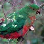LIFE'S UPS AND DOWNS FOR A LITTLE KING PARROT