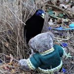 EDITOR DES AND THE BOWERBIRD.....MISTAKES AND MISUNDERSTANDINGS