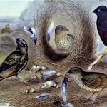 SOCIAL HISTORY AND THE SATIN BOWERBIRD
