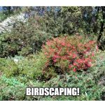 BIRDSCAPING YOUR BACKYARD