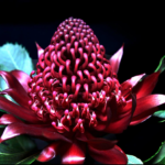 The Waratah - history and folklore.