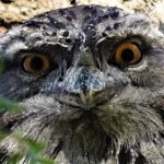 TAWNY FROGMOUTH - A GOOD NEIGHBOUR