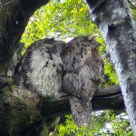 TAWNY FROGMOUTH - A VERY QUIET NEIGHBOUR