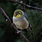 GUARDIANS OF THE SILVEREYES