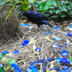 A RADICAL CHANGE FOR SATIN BOWERBIRDS