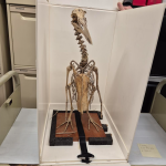 Sydney's Great Auk.... & Egg?