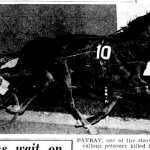 PAYRAY; A CHAMPION TASMANIAN PACER